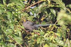 Ceuthmochares aereus