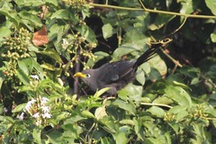 Ceuthmochares aereus