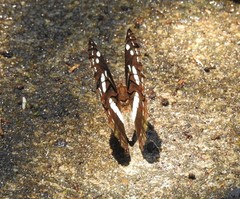 Phaedyma shepherdi