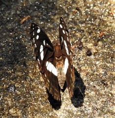 Phaedyma shepherdi
