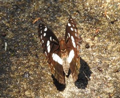 Phaedyma shepherdi