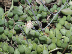 Curio radicans