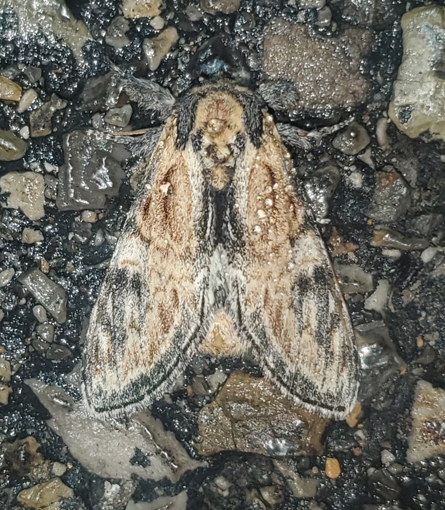 Notodonta ochreata