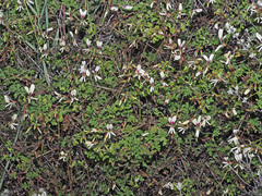 Pelargonium trifidum