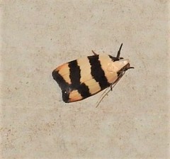 Zonopetala divisella