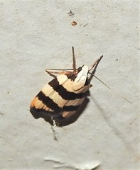 Zonopetala divisella