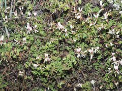 Pelargonium trifidum