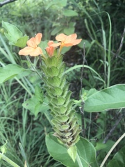 Crossandra greenstockii