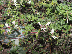 Pelargonium trifidum