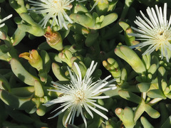 Aizoaceae
