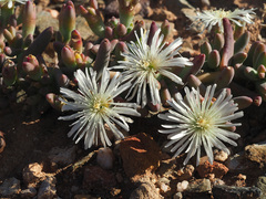 Aizoaceae