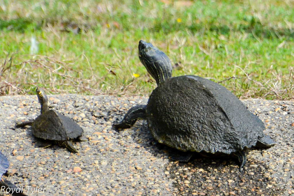 Escambia Map Turtle in February 2016 by Royal Tyler · iNaturalist