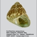 Cantharidus sanguineus - Photo (c) WoRMS Editorial Board, μερικά δικαιώματα διατηρούνται (CC BY-NC-SA)
