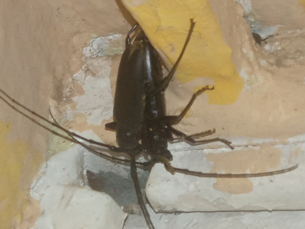 Susuacanga falli