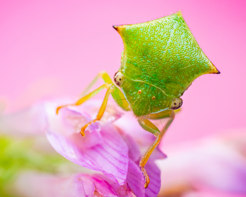 Buffalo treehopper