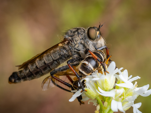 Antipalus varipes