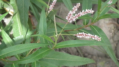 Persicaria madagascariensis