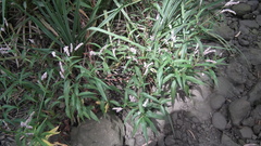 Persicaria madagascariensis