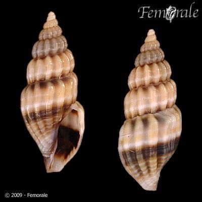 Neoguraleus