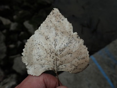 Diplocarpon