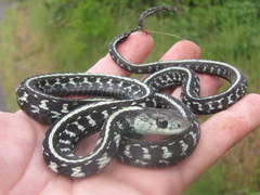 Thamnophis sirtalis concinnus