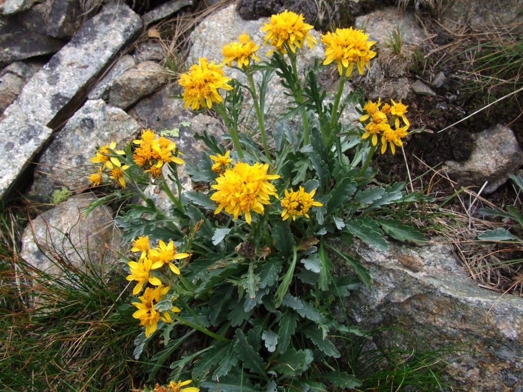 Jacobaea carniolica