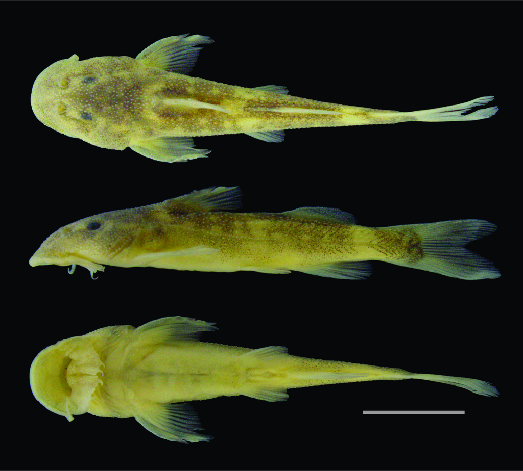 Chiloglanis devosi