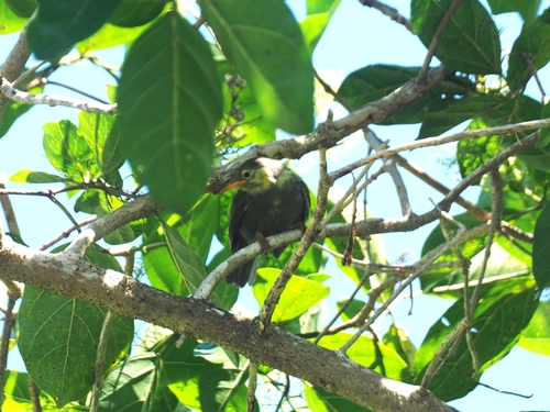 Megazosterops palauensis, 2023-05-12