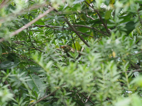 Megazosterops palauensis, 2023-07-11
