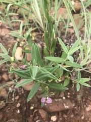 Polygala sphenoptera sphenoptera