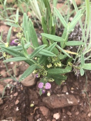 Polygala sphenoptera sphenoptera