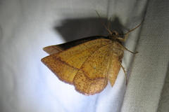 Metarranthis obfirmaria