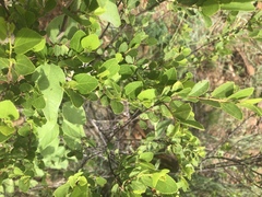 Grewia vernicosa
