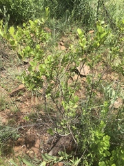Grewia vernicosa
