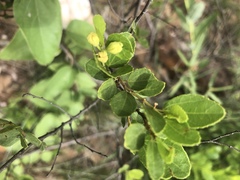 Grewia vernicosa