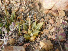 Haworthia mirabilis