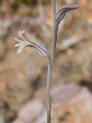 Haworthia mirabilis