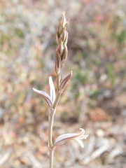 Haworthia mirabilis