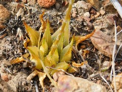 Haworthia mirabilis
