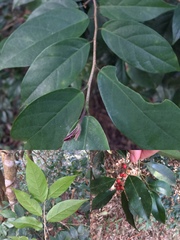 Ilex formosana