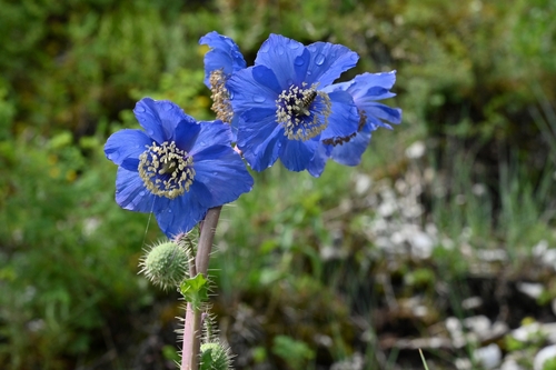 Meconopsis zhongdianensis · iNaturalist