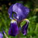 Iris × germanica - Photo (c) Bob Gutowski, μερικά δικαιώματα διατηρούνται (CC BY-NC-SA)