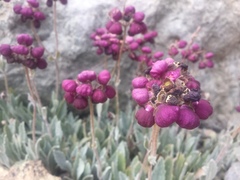 Calceolaria arachnoidea