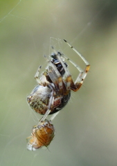 Metepeira labyrinthea