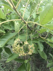 Vitex obovata wilmsii
