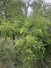 Vitex obovata wilmsii