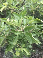 Vitex obovata wilmsii