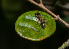 Myrmarachne inermichelis