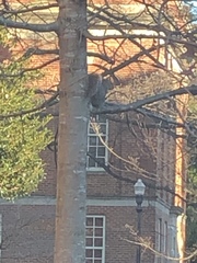 Sciurus carolinensis