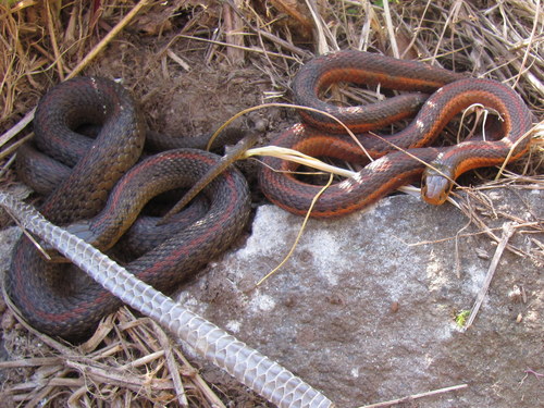 Northwestern Garter Snake, California, US, photo 8 of 10